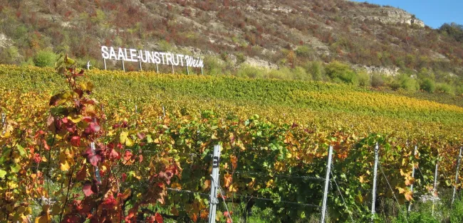 Wein im Anbaugebiet Saale-Unstrut bei Bad Kösen