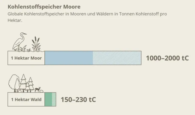 Kohlenstoffspeicher Moore